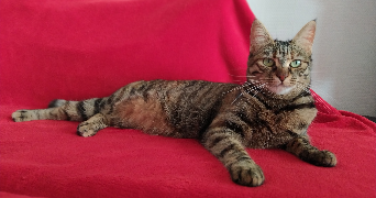 amélie pet sitter à NIMES 30000_1