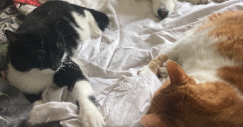 morgane pet sitter à VILLENEUVE LE ROI 94290_7