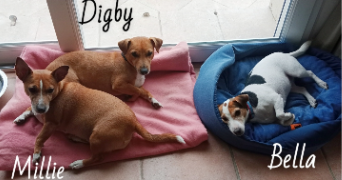 valérie pet sitter à Le Thor 84250_50