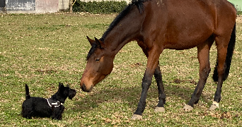 stephan pet sitter à DOMPIERRE SUR MER 17139_5