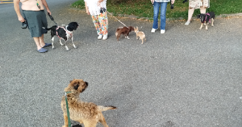 alexandra pet sitter à THONON LES BAINS 74200_5