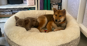 marine pet sitter à ORGERES 35230_0