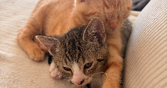kimberley pet sitter à ST NAZAIRE 44600_5