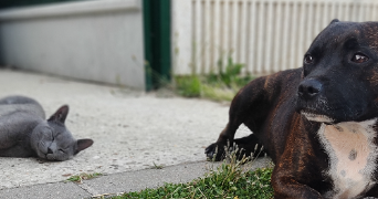 vanessa pet sitter à ISSOU 78440_3