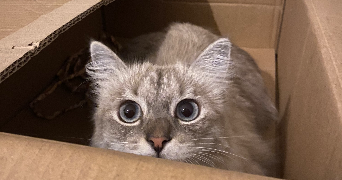 aenor pet sitter à PARIS 11 75011_1