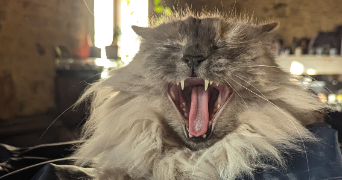 louise pet sitter à VALENCE EN POITOU 86700_2