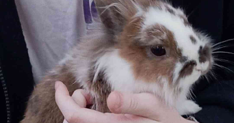 barbara pet sitter à Neuville-sur-Saône 69250_3