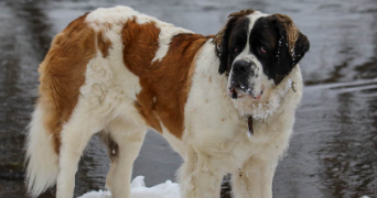 barbara pet sitter à Limoges 87000_1