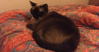 niki pet sitter à GUER 56380_0