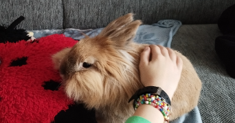 céline  pet sitter à LAMPERTHEIM 67450_2