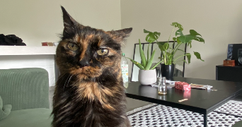 laury pet sitter à ST PIERRE DE CHANDIEU 69780_4