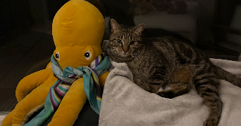 nardjess pet sitter à Saint ouen 93400_4