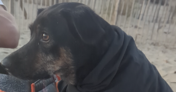 marine pet sitter à LA GRANDE MOTTE 34280_9