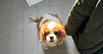 celine pet sitter à VILLEBON SUR YVETTE 91140_4