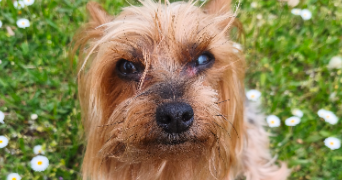 pascaline pet sitter à MERIGNAC 33700_2