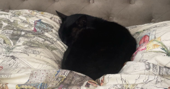 lou-ann pet sitter à LYON 02 69002_2