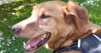 shania pet sitter à RENNES 35000_2
