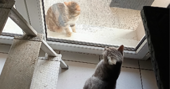 sounia pet sitter à ANGOULEME 16000_2
