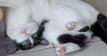 marion pet sitter à NOYAL SUR VILAINE 35530