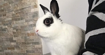 elodie pet sitter à HYERES 83400_2