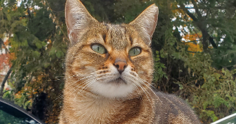 laetitia pet sitter à THONON LES BAINS 74200_2