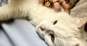 alix pet sitter à LA ROCHE SUR YON 85000_5