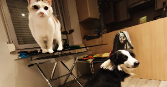 camille pet sitter à Saint urcisse 81630_6