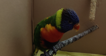 léonie pet sitter à PESSAC 33600_5
