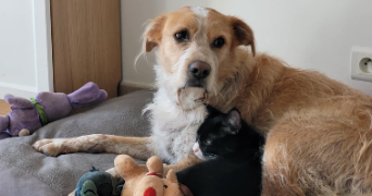 loriana pet sitter à CABRIERES D AIGUES 84240_1