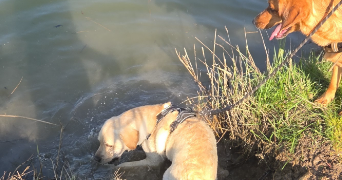 mélissa pet sitter à CANDILLARGUES 34130_7