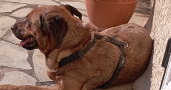 jami pet sitter à BRIVE LA GAILLARDE 19100_9