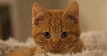 maela pet sitter à BEGLES 33130_2