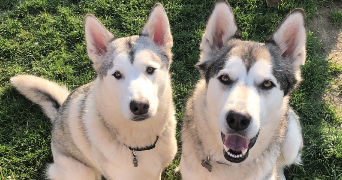 lea pet sitter à HENIN BEAUMONT 62110_0