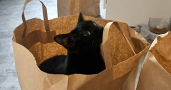 perrine pet sitter à DIJON 21000_1