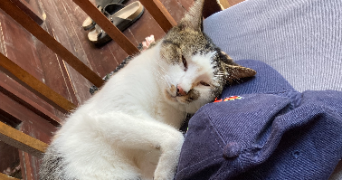 leïla pet sitter à NEUILLY PLAISANCE 93360_3