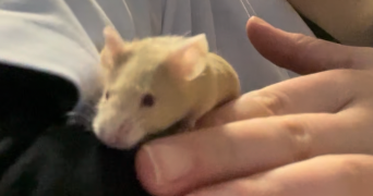nora pet sitter à GOZÉE 6534_6