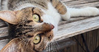 sarah pet sitter à PARIS 15 75015_1