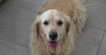 melissa pet sitter à BOURGOIN JALLIEU 38300_4