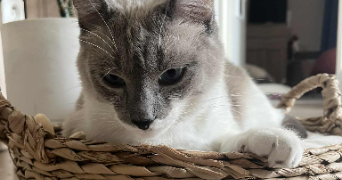 pauline pet sitter à FRANCHEVILLE 69340_1