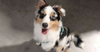 zoé pet sitter à ROTS 14980_9