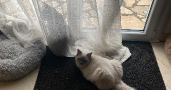 clarisse pet sitter à Saint-Malo 35400_8