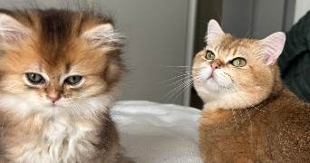 meryem cat sitter à BEZONS 95870_5