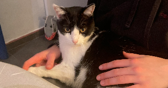 salomé pet sitter à CORMERY 37320_2