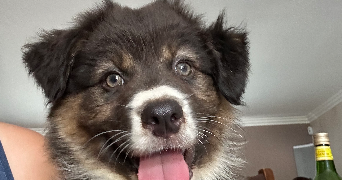 jonathan pet sitter à METZ 57070_0