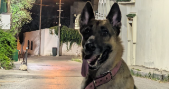 mariya pet sitter à LILLE 59000_4