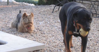 françoise pet sitter à AVIGNON 84000_2