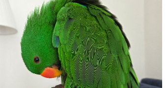 priscille pet sitter à BREST 29200_1