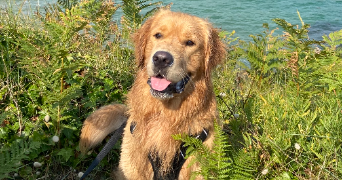 cyprien pet sitter à NANTES 44300_1