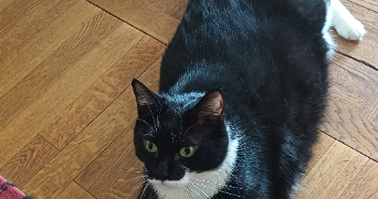 marie-france cat sitter à SANNOIS 95110_3