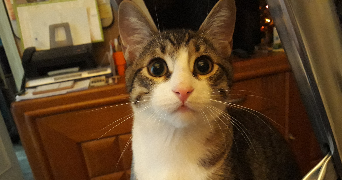 cristina pet sitter à CHARENTON LE PONT 94220_3